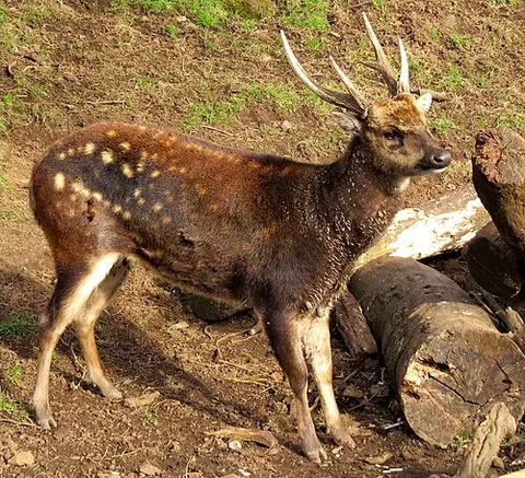 visayan spotted deer: a small, endangered, primarily nocturnal species of deer (Rusa alfredi) found in the rainforests of...