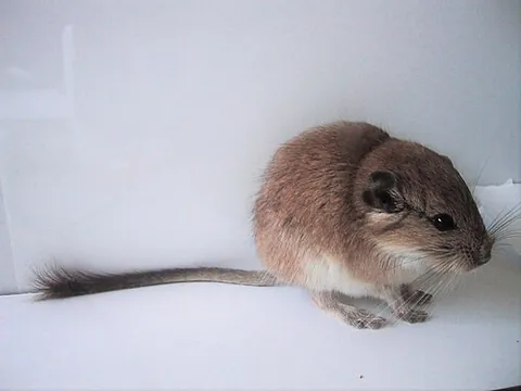 viscacha rat: a South American rat-like rodent of the genera Octomys, Pipanacoctomys, and Tympanoctomys