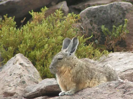 viscacha: any of the several South American rodents, native to the Andes Mountains, of the genera Lagidium...