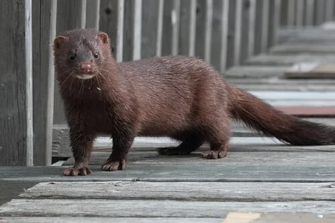 vison: an American mink (Neogale vison)