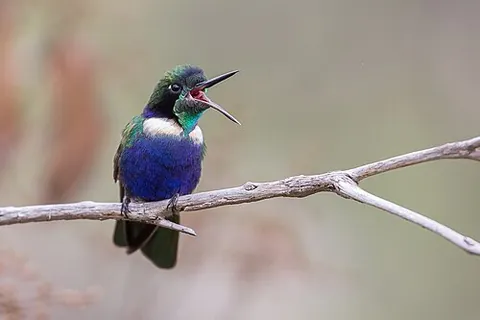 visorbearer: a hummingbird of the genus Augastes, native to Brazil