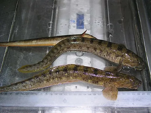 viviparous eelpout: a fish in the family Zoarcidae (Zoarces viviparus)
