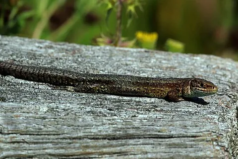viviparous lizard: used other than figuratively or idiomatically: see viviparous, lizard