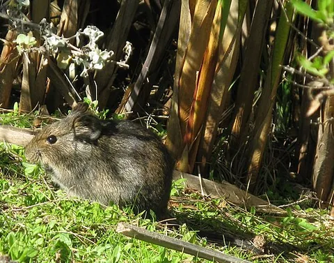vlei rat: any of various groove-toothed rats of the genus Otomys, found in sub-Saharan Africa