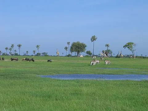vlei: a shallow wetland or minor lake, generally a seasonal one, or the lowland where such a wetland...