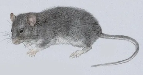 voalavo: any Malagasy rodent of the genus Voalavo