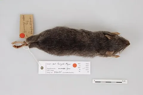 voalavoanala: a Malagasy rodent of the species Gymnuromys roberti