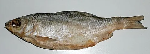 vobla: a Caspian roach (Rutilus caspicus), formerly considered a subspecies of the common roach