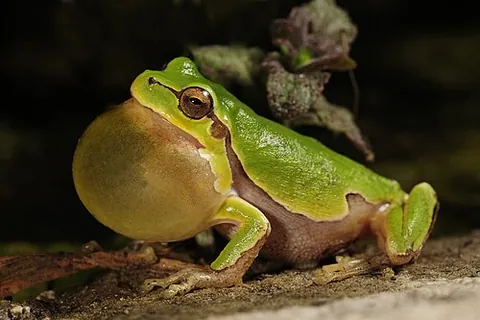 vocal sac: the flexible membrane of skin possessed by most male frogs, used for amplification of the voice