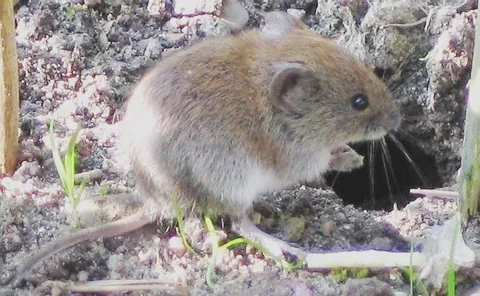 vole: any of a large number of species of small rodents of the tribes Arvicolini, Ellobiusini,...
