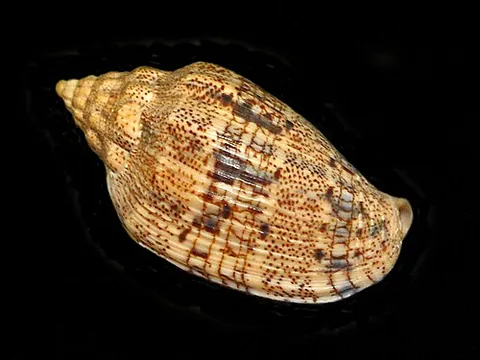 voluta: any of numerous species of large, handsome marine gastropods belonging to Voluta and allied genera