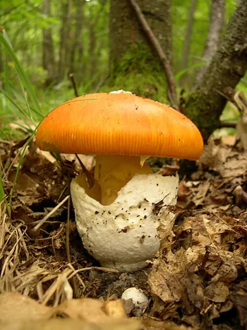 volva: a cup-shaped mass at the base of various fungi