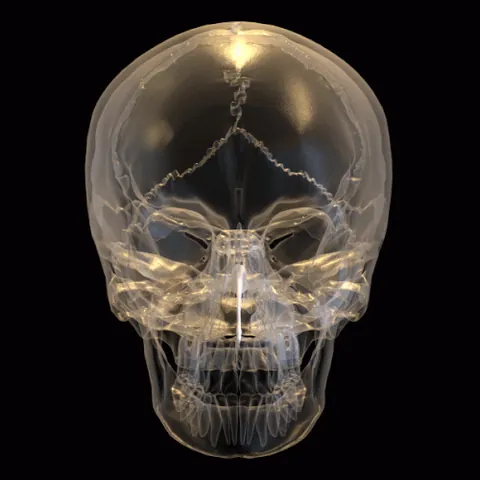 vomer bone: the small thin bone that forms part of the septum between the nostrils