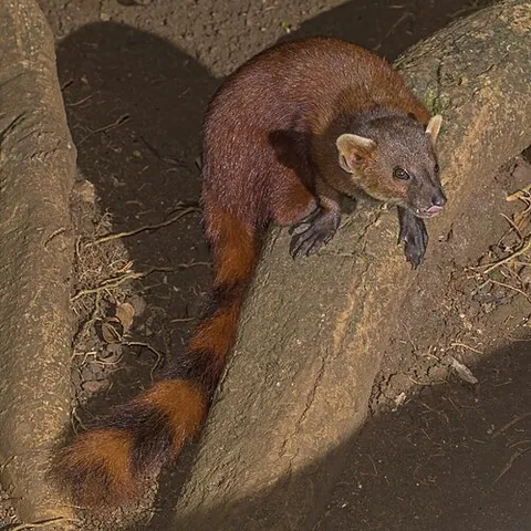 vontsira: any member of the subfamily Galidiinae of small, brown, mongoose-like mammals, from Madagascar
