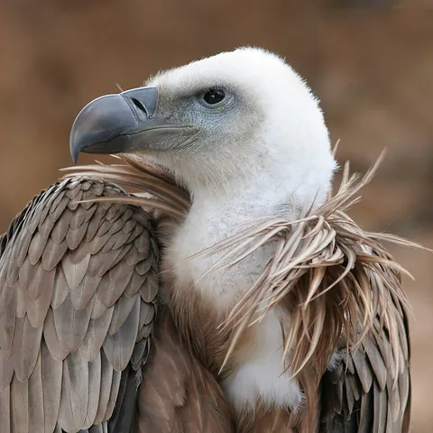 vulture: any of several carrion-eating birds of the families Accipitridae and Cathartidae