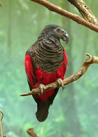 vulturine parrot: pyrilia vulturina, a species of parrot found in Brazil which has mainly green plumage