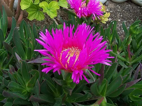 vygie: any plant of the subfamily Mesembryanthemoideae, succulent groundcovers