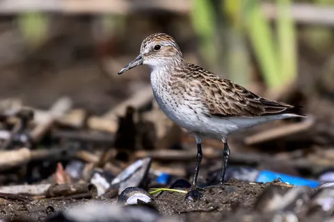 wader: one who wades