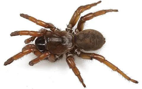 wafer trapdoor spider: any spider of the superfamily Cyrtauchenioidea, which build burrows but lack the thorn-like spines...