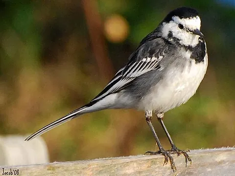 waggie: the pied wagtail, a small passerine bird, Motacilla alba yarrellii, a subspecies of the white...