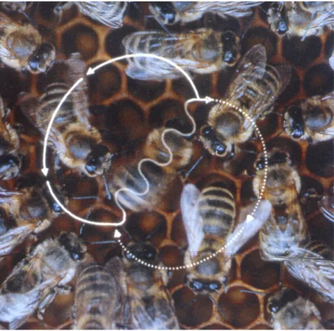 waggle dance: a dance in the form of a figure eight performed by the honey bee in order to communicate the...