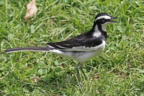 wagtail: any of various small passerine birds, principally of genus Motacilla, of the Old World, notable for...