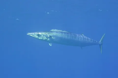 wahoo: acanthocybium solandri, a tropical and subtropical game fish
