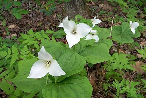 wakerobin: any of several perennial flowering plants, of the genus Trillium, having flowers with three petals