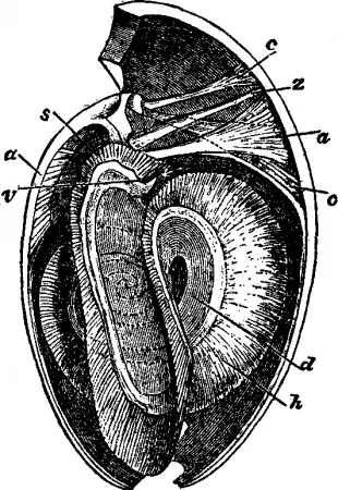waldheimia: any of the extinct brachiopod genus †Waldheimia, now a subgenus of Terebratus