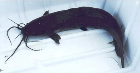 walking catfish: a Southeast Asian catfish that can breathe air and move on land using its pectoral fins, Clarias...