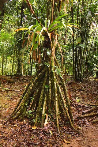 walking palm: a palm tree of species Socratea exorrhiza, which is said to use its complex root system to "walk"...