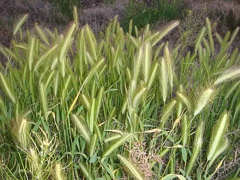 wall barley: a grass of the species Hordeum murinum