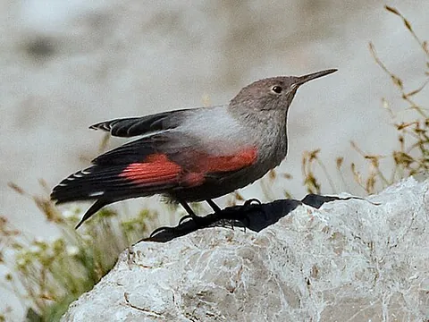 wallcreeper: a passerine bird of species Tichodroma muraria, closely related to the nuthatches, breeding in...