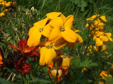 wallflower: any of several short-lived herbs or shrubs of the Erysimum genus with bright yellow to red flowers