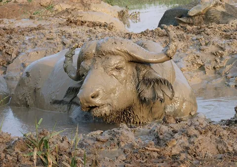 wallow: to roll oneself about in something dirty, for example in mud