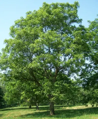 walnut: a hardwood tree of the genus Juglans