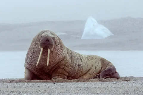walrus: a large Arctic pinniped having long tusks, tough, wrinkled skin, and four flippers, Odobenus...