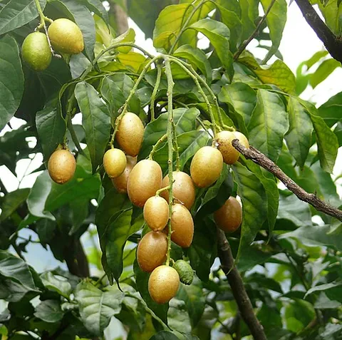 wampee: a tree, Clausena lansium, native to Southern China and Indochina