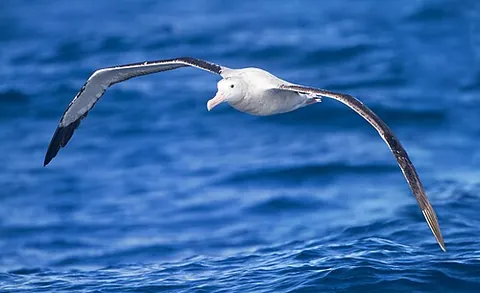 wandering albatross: a large seabird, Diomedea exulans, with a very large wingspread