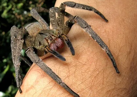 wandering spider: any spider of the family Ctenidae, some of which have a reputation of being extremely aggressive