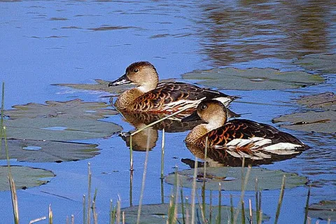 wandering whistling duck: dendrocygna arcuata, a species of whistling duck