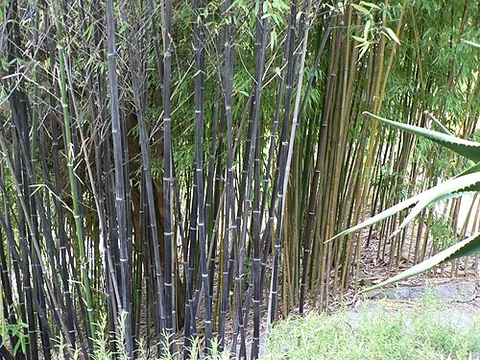 wanghee: bamboo species of the genus Phyllostachys, especially Phyllostachys nigra