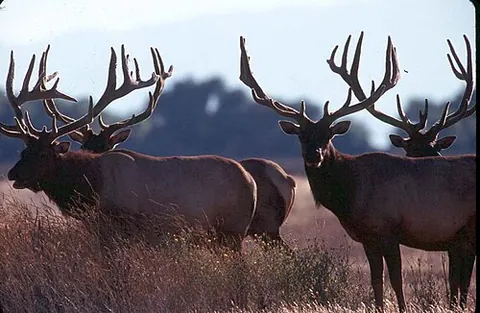wapiti: the American elk (Cervus canadensis)