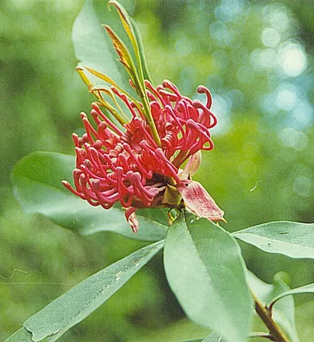 waratah: any of several species of plants in the genus Telopea, native to southeastern Australia