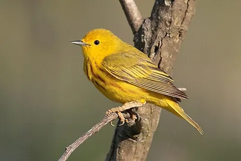 warbler: any of various small passerine songbirds, especially of the family Sylviidae (Old World warblers)...