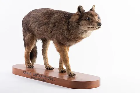 warrah: a Falkland Islands wolf (Dusicyon australis), a canid that became extinct in 1876