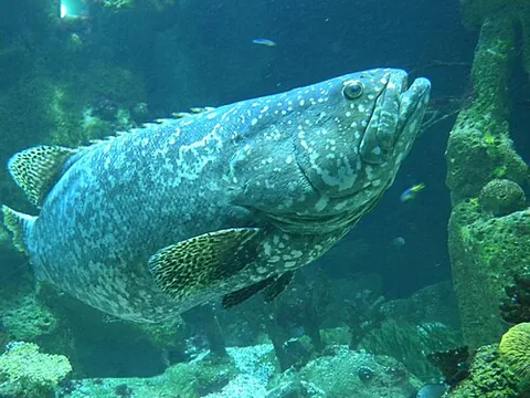 warsaw: any of several species of grouper, subfamily Epinephelinae