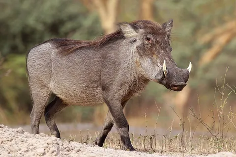 warthog: a wild pig of the genus Phacochoerus, native to Africa