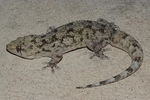 warty thick-toed gecko: elasmodactylus tuberculosus, a species of eastern-African gecko