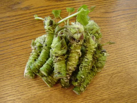 wasabi: a plant of the species Eutrema japonicum, cultivated for its edible root
